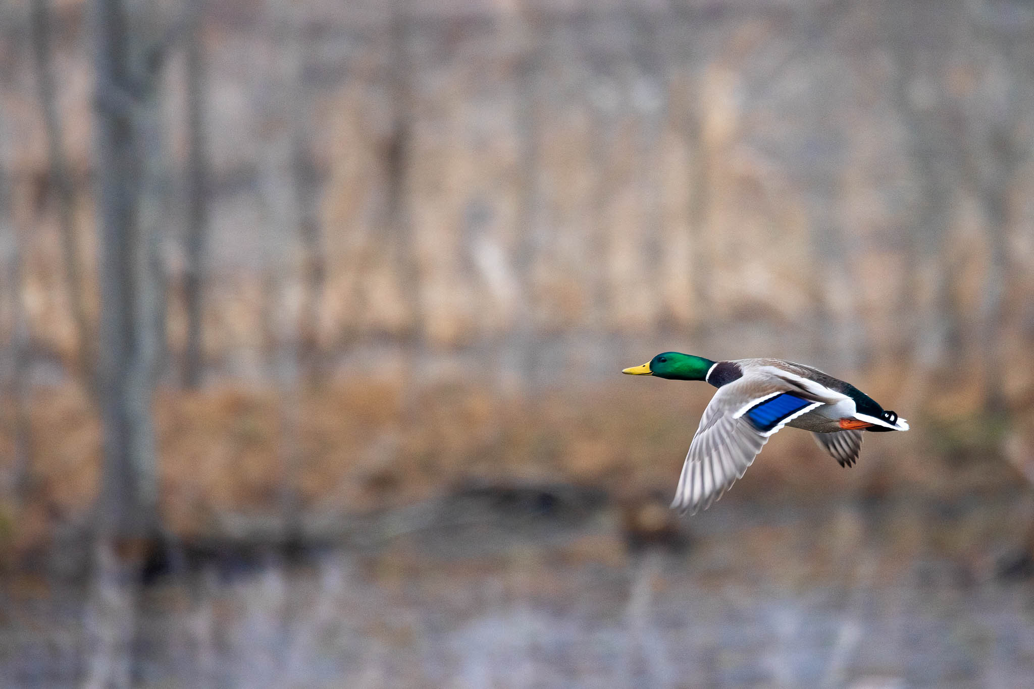 Fall's Vibrant Palette: Drake Mallard Gliding Down the Creek in Flight