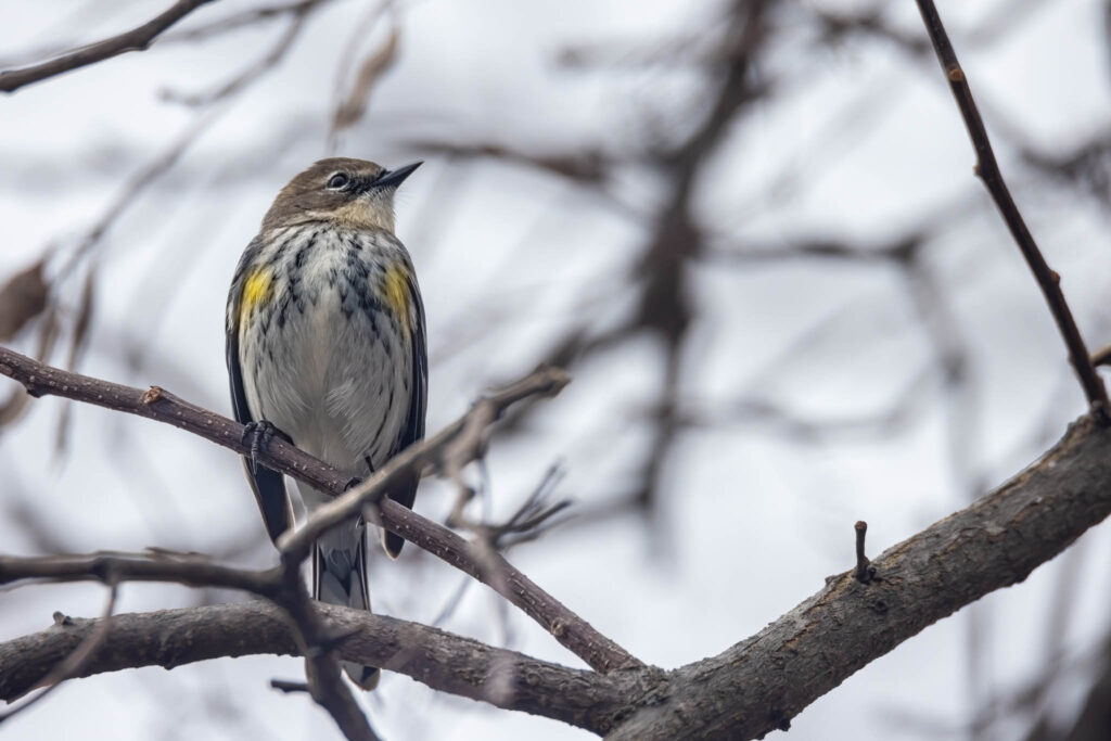 Charming Encounter: A Delightful Songbird Captured